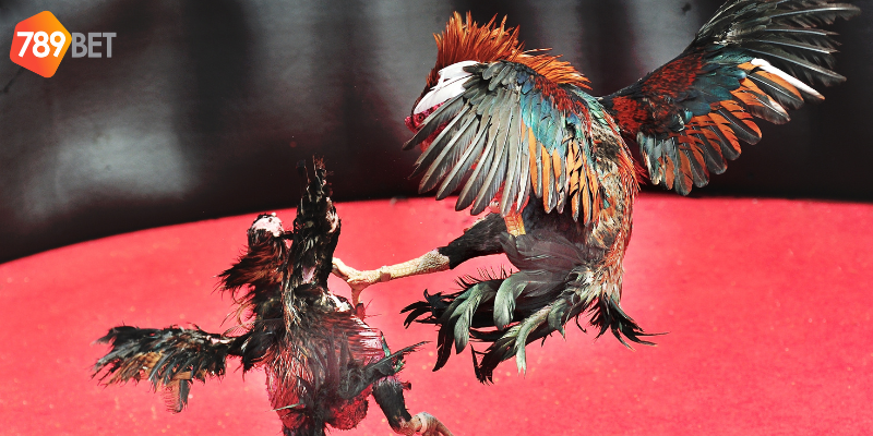 Chọn gà chiến hợp lý và quản lý tiền cược thông minh