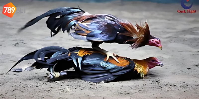 Chọn kèo phù hợp và tận dụng thông tin