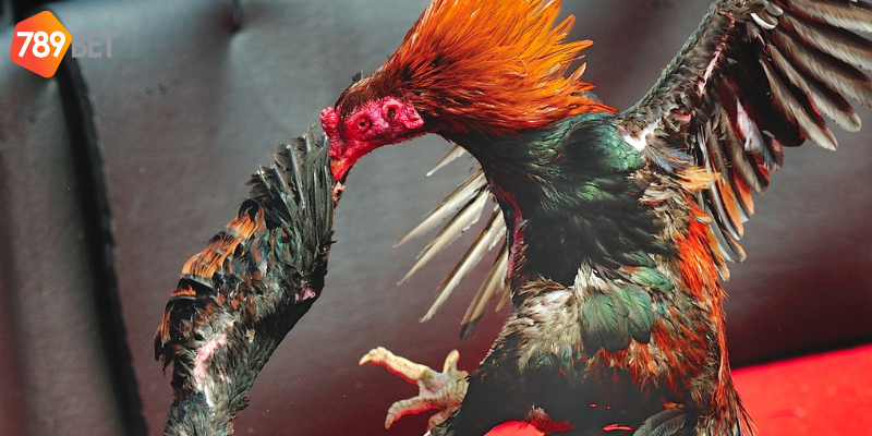 Cơ hội nhận thưởng hấp dẫn từ nhà cái