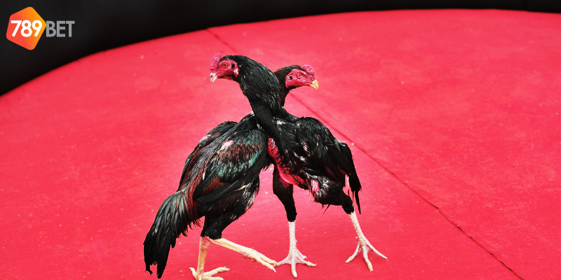 Cược nhanh chóng và hỗ trợ người chơi tận tình