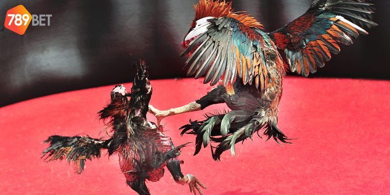 Đá gà chọi Thái Lan sức hấp dẫn đặc biệt