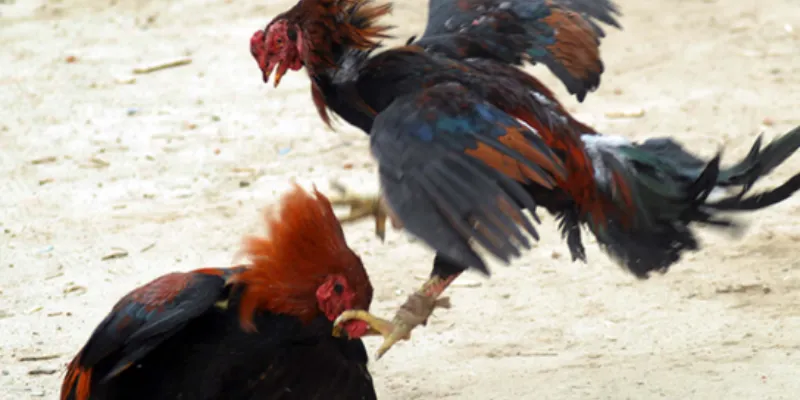 Tìm hiểu về đá gà siêu tốc