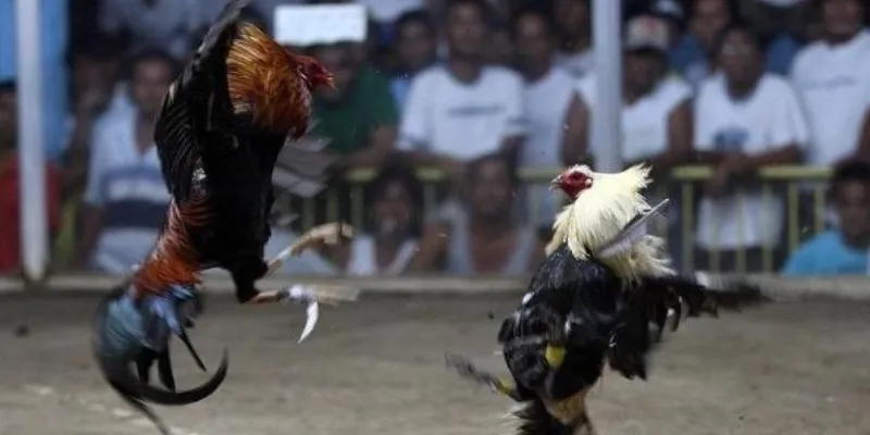 Lợi ích của đá gà đỉnh cao hàng đầu