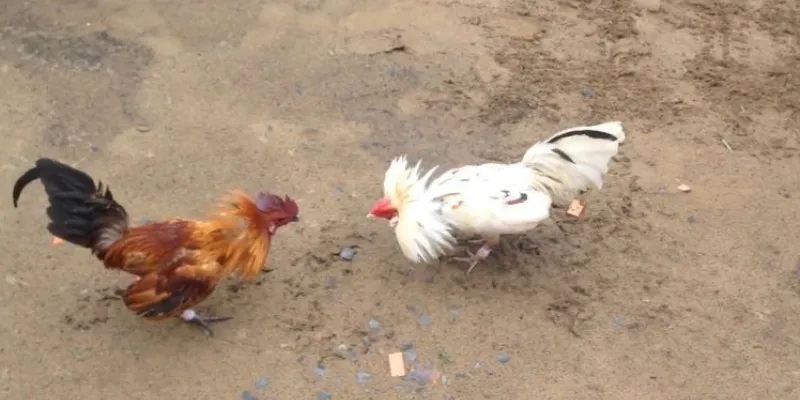 Ưu điểm vượt trội của đá gà tre tại Kubet