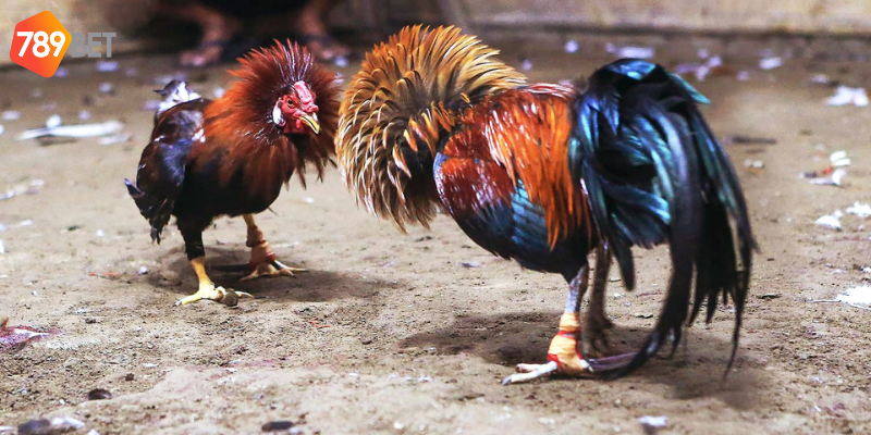 Đánh giá chiến kê và lối đá kỹ càng