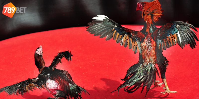 Nhiều loại cược đá gà hấp dẫn