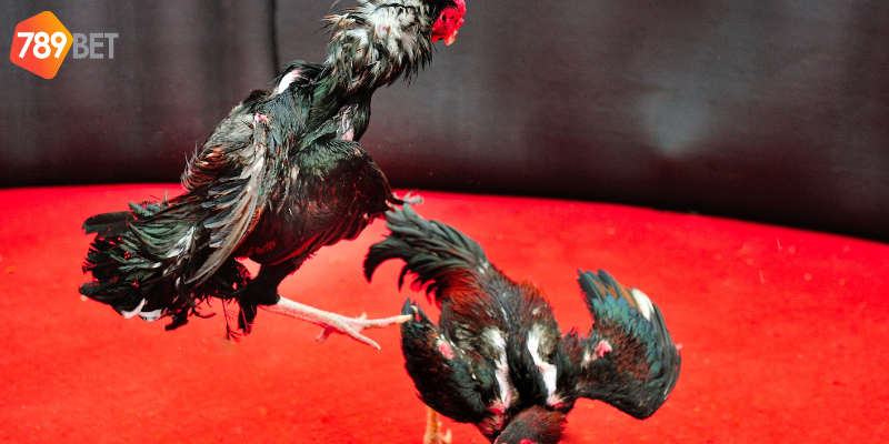 Tham gia cược dễ dàng và thắng lớn