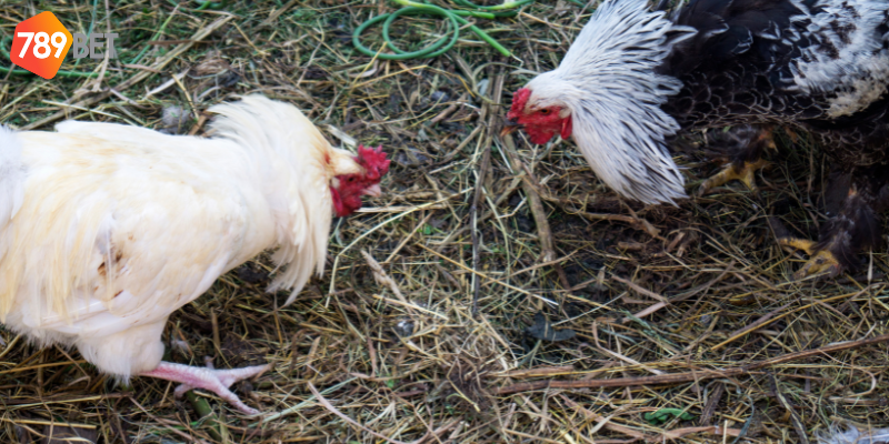 Tham gia cược Gà Nòi Thách Đấu cùng nhà cái