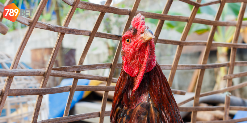 Tham gia dễ dàng với hướng dẫn từ nhà cái