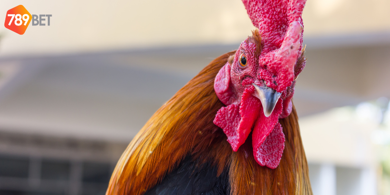 Tìm hiểu về chiến kê và chọn kèo hợp lý