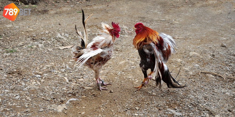 Tỷ lệ cược hấp dẫn giúp bạn tối ưu lợi nhuận