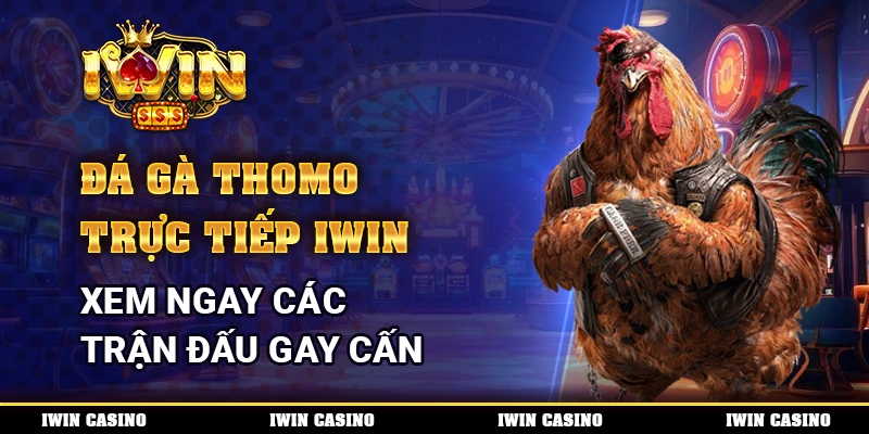 Đá Gà Thomo Trực Tiếp IWIN, Xem Ngay Các Trận Đấu Gay Cấn