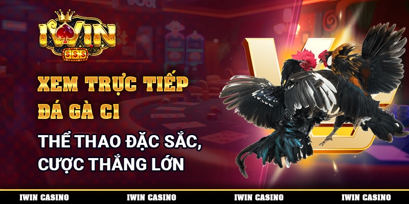 Xem Trực Tiếp Đá Gà C1 - Thể Thao Đặc Sắc, Cược Thắng Lớn