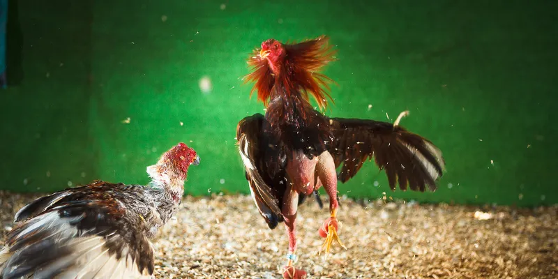 Các trận đá gà thomo trực tiếp hấp dẫn và lôi cuốn