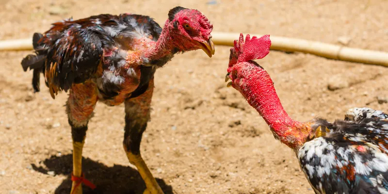 Cách xem đá gà thomo trực tiếp