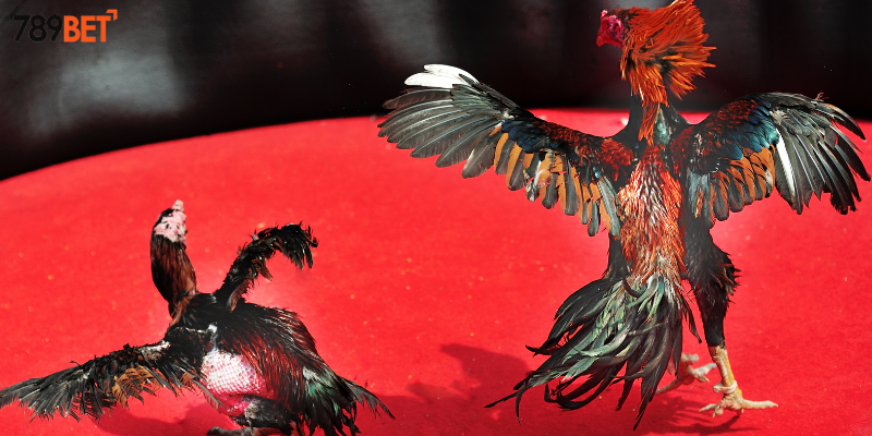 Tham gia cược đá gà thần tốc online