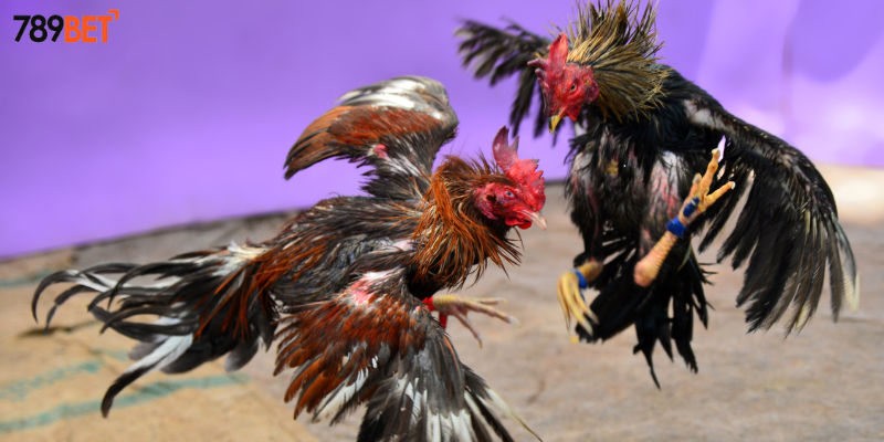 Các chiến thuật cược hiệu quả