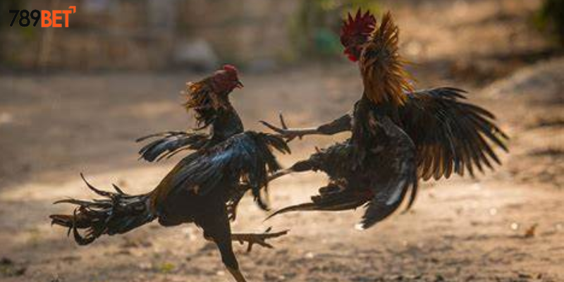Cược đá gà lông vũ nghệ thuật cùng nhà cái