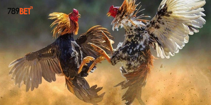 Các kỹ thuật chơi hiệu quả