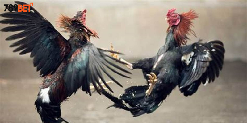 Phần thưởng hấp dẫn cho người thắng cược