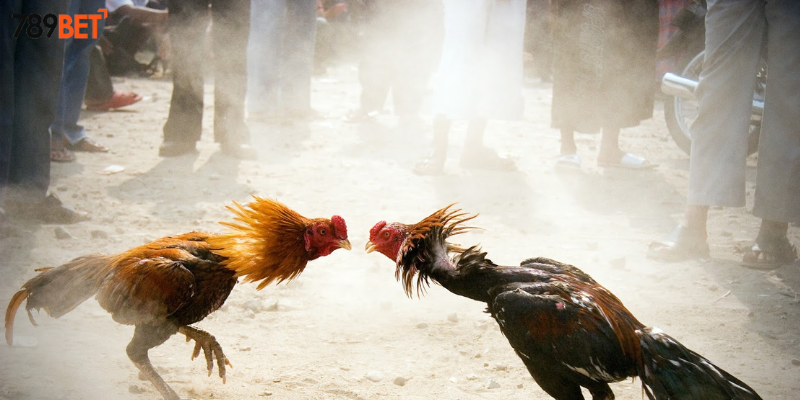 Khám phá đấu trường gà sắt Philippines cùng nhà cái