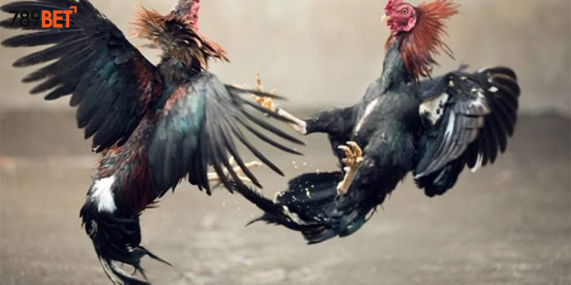 Nhiều loại cược hấp dẫn đang chờ bạn