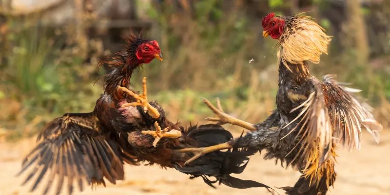 Giới thiệu đá gà thomo trực tiếp