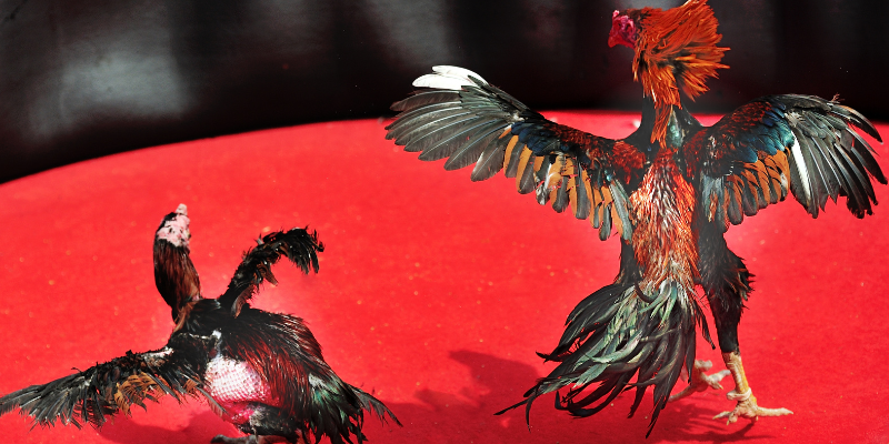 Tham gia trực tiếp đá gà C1 cùng nhà cái