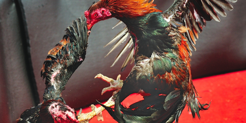 Theo dõi trực tuyến và các sòng bài