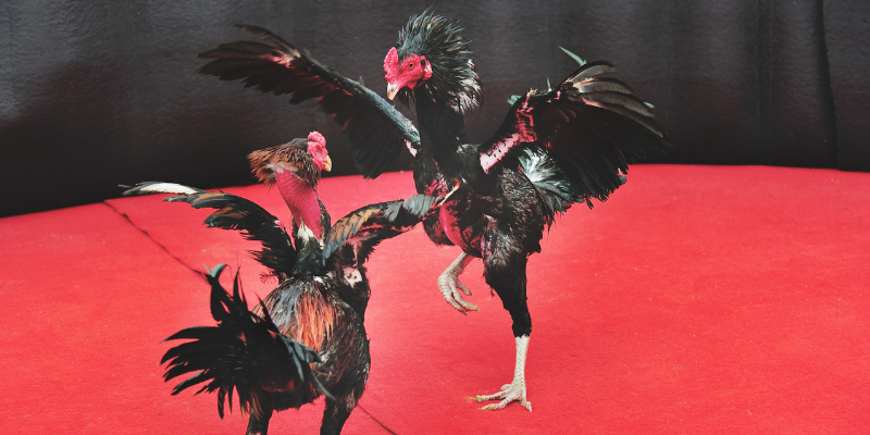 Những mẹo chơi tăng tỷ lệ thắng