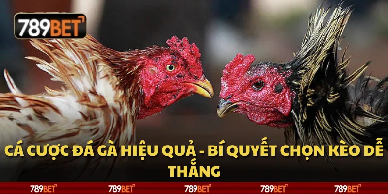 Cá cược đá gà hiệu quả - Bí quyết chọn kèo dễ thắng