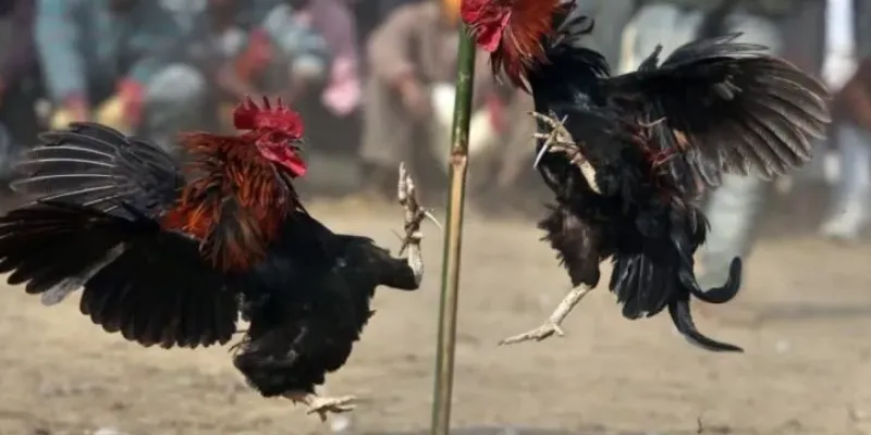 Chia sẻ bí quyết cá cược đá gà hiệu quả từ các chuyên gia