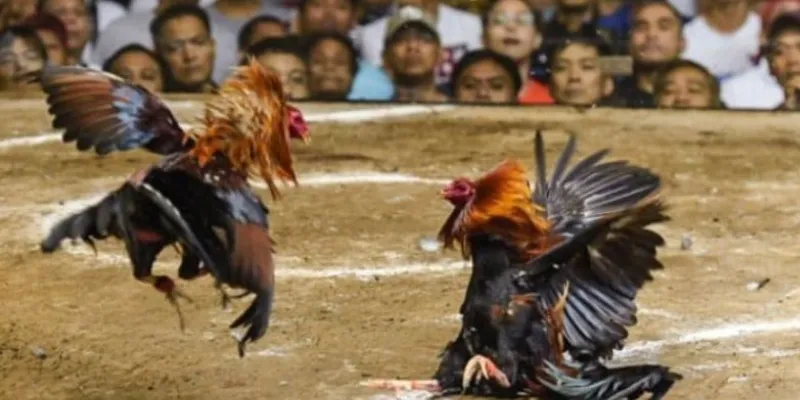 Các hình thức cược phổ biến khi tham gia cá cược đá gà