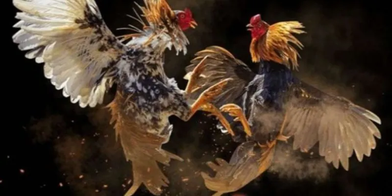 Quy tắc cá cược đá gà mà bạn cần phải nắm rõ