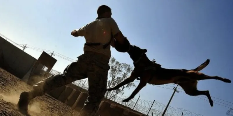 Nằm mơ thấy chó lạ cắn