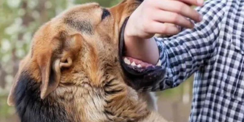 Nằm mơ thấy chó cắn thì đánh số nào dễ trúng lớn?