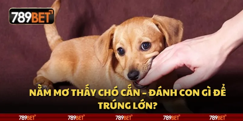 Nằm mơ thấy chó cắn – Đánh con gì để trúng lớn?
