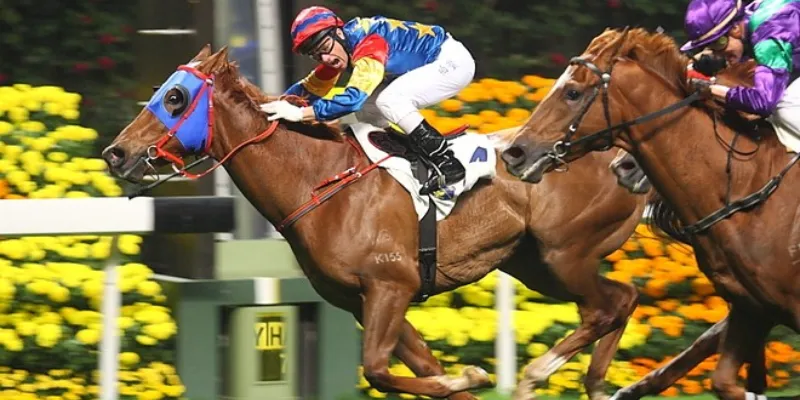 Có các hình thức cược đua ngựa nào phổ biến?